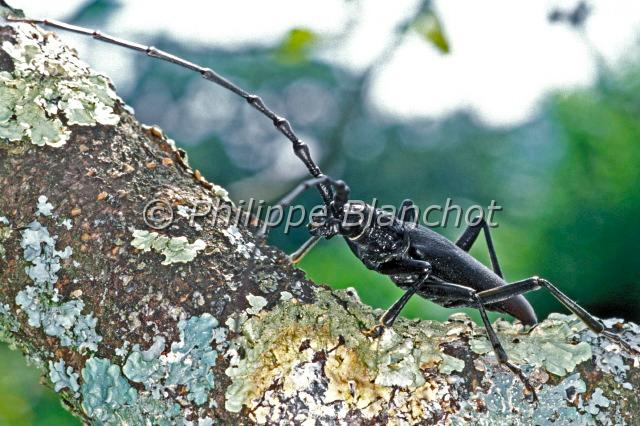 cerambyx cerdo 3.JPG - Cerambyx cerdoGrand Capricorne du chêneGreat capricorn beetleColeoptera, CerambycidaePyrénées Atlantiques, France